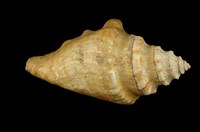 藏品(水字螺)的圖片